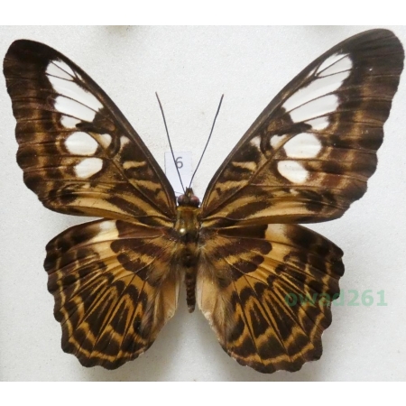 Parthenos sylvia lilacinus Butler,1879 Malaysia 80mm6